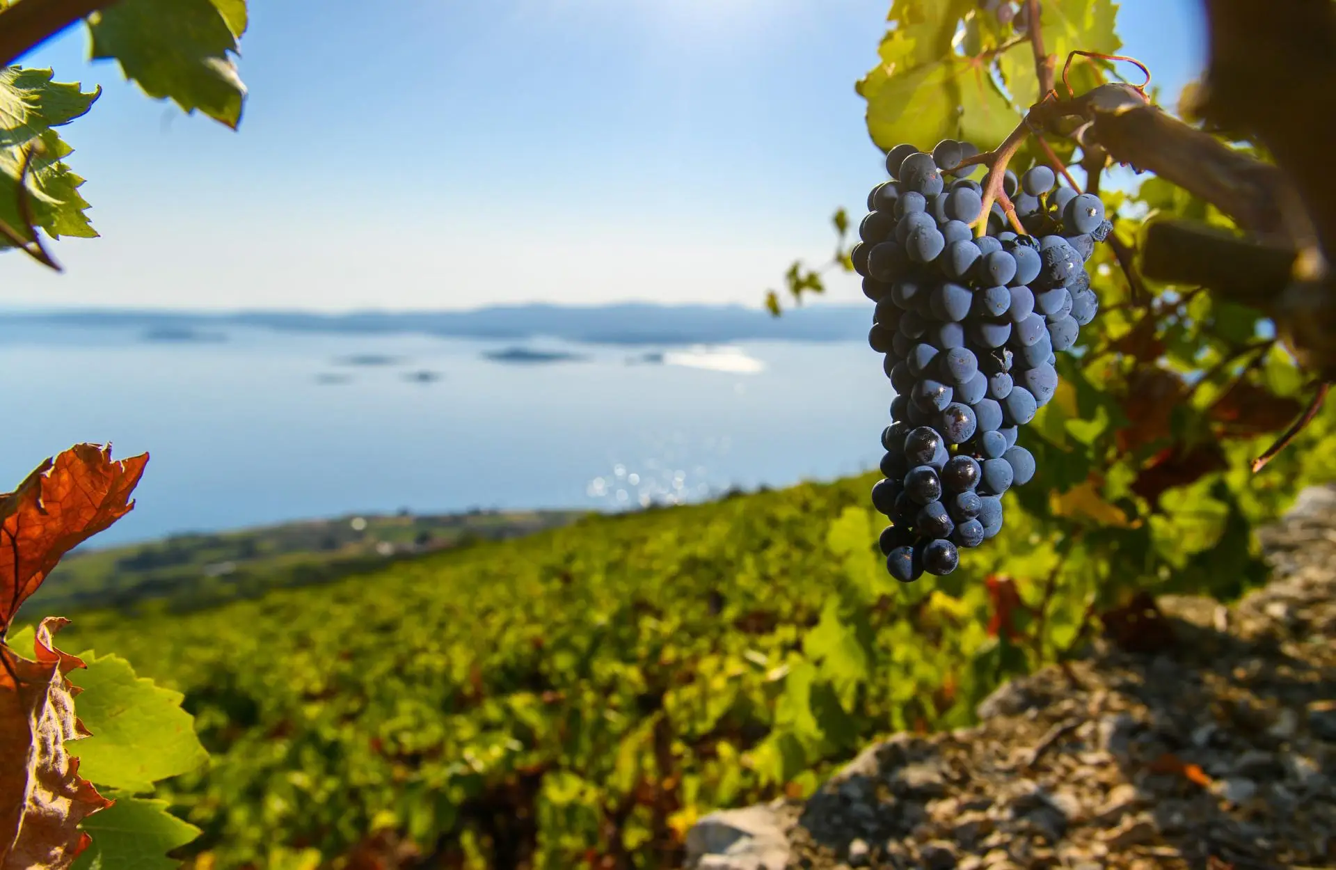 grape fields with sea in the background