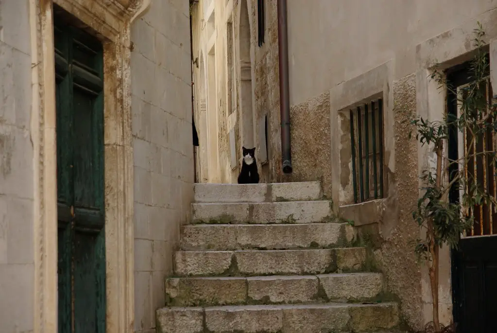 cat at a top of a stairs