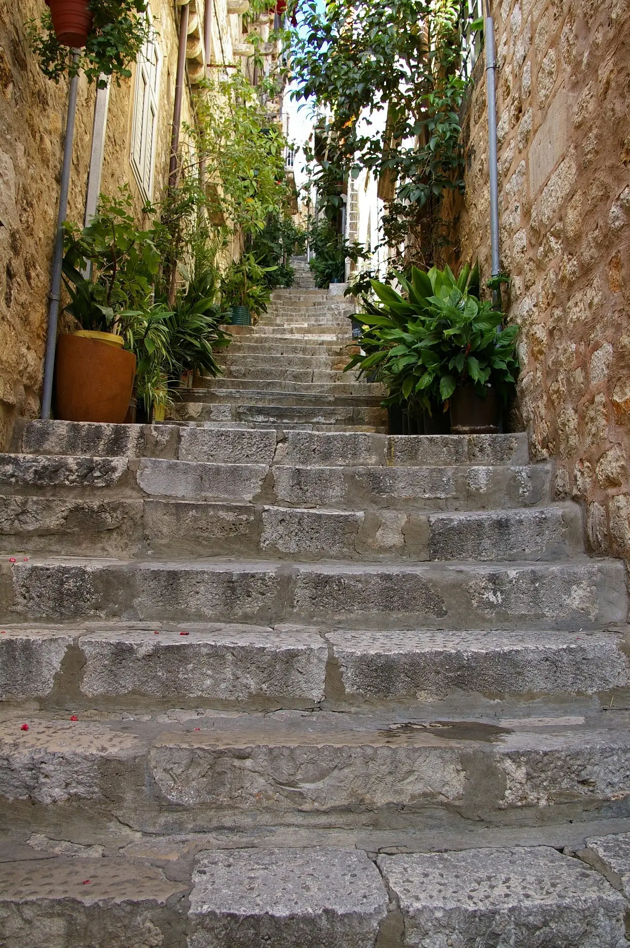 narrow steep steps with plants at both sides