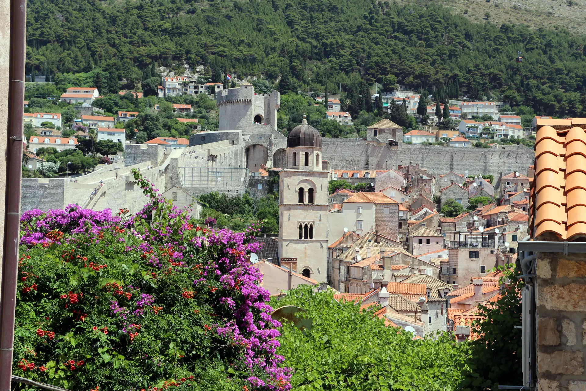 purple flowers and buildings behind