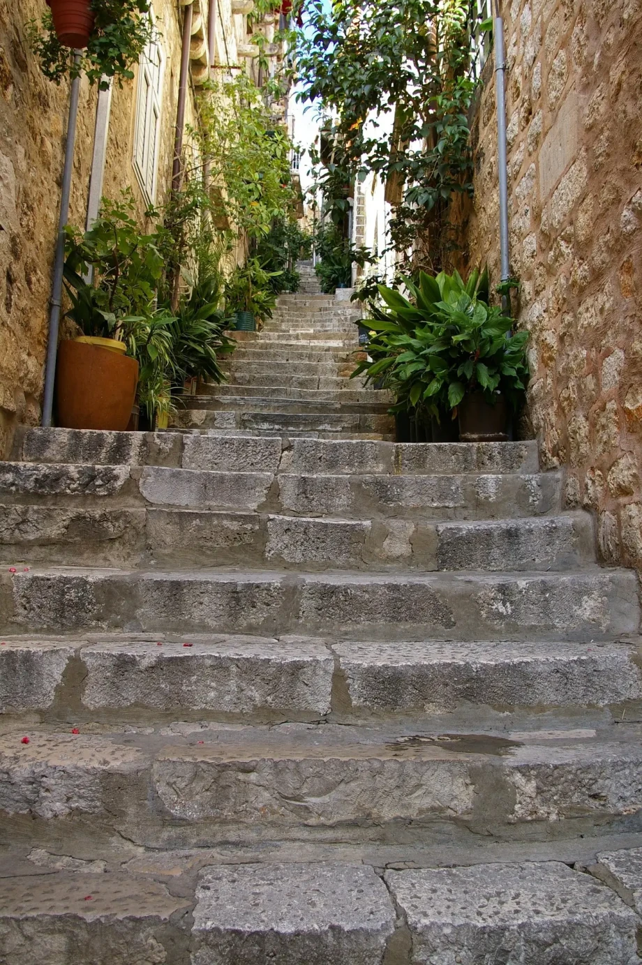 Narrow steep steps with plant on both sides
